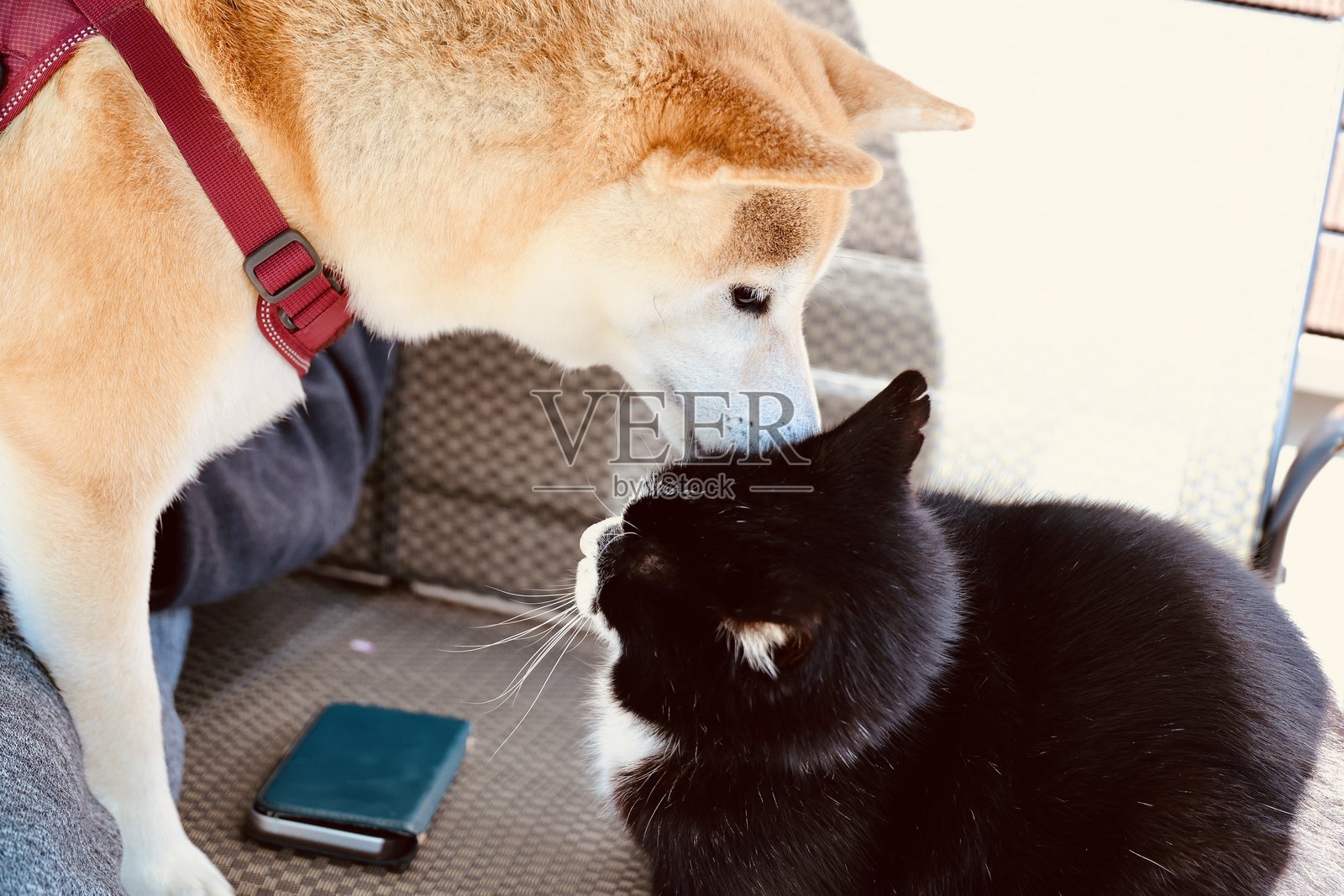 与狗和猫互动照片摄影图片