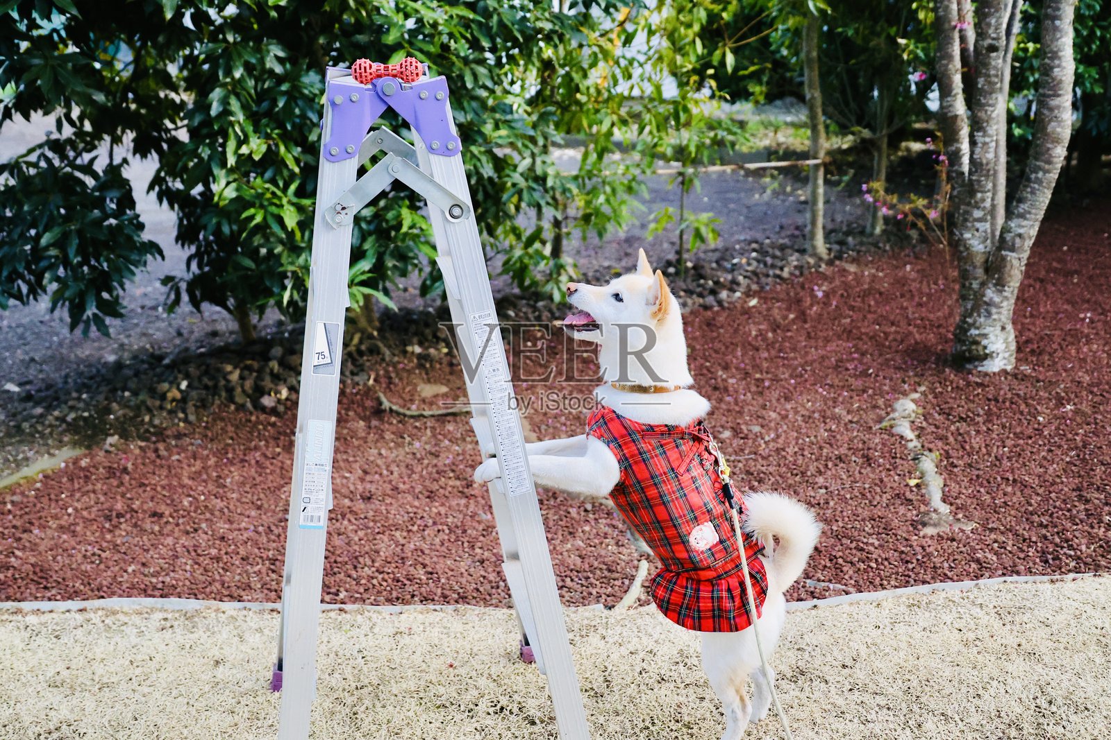 梯子和柴犬照片摄影图片