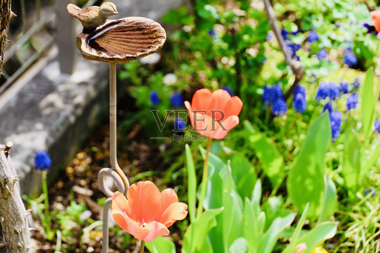 春天的花园照片摄影图片