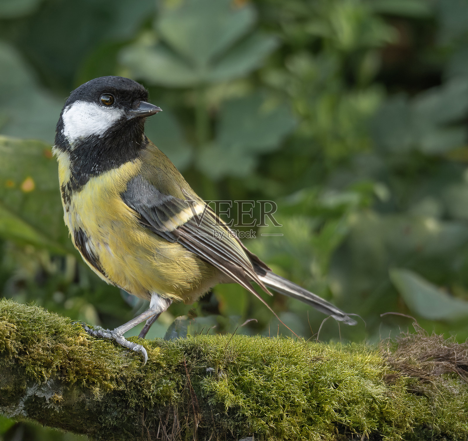 在苔藓覆盖的树枝上的大山雀照片摄影图片