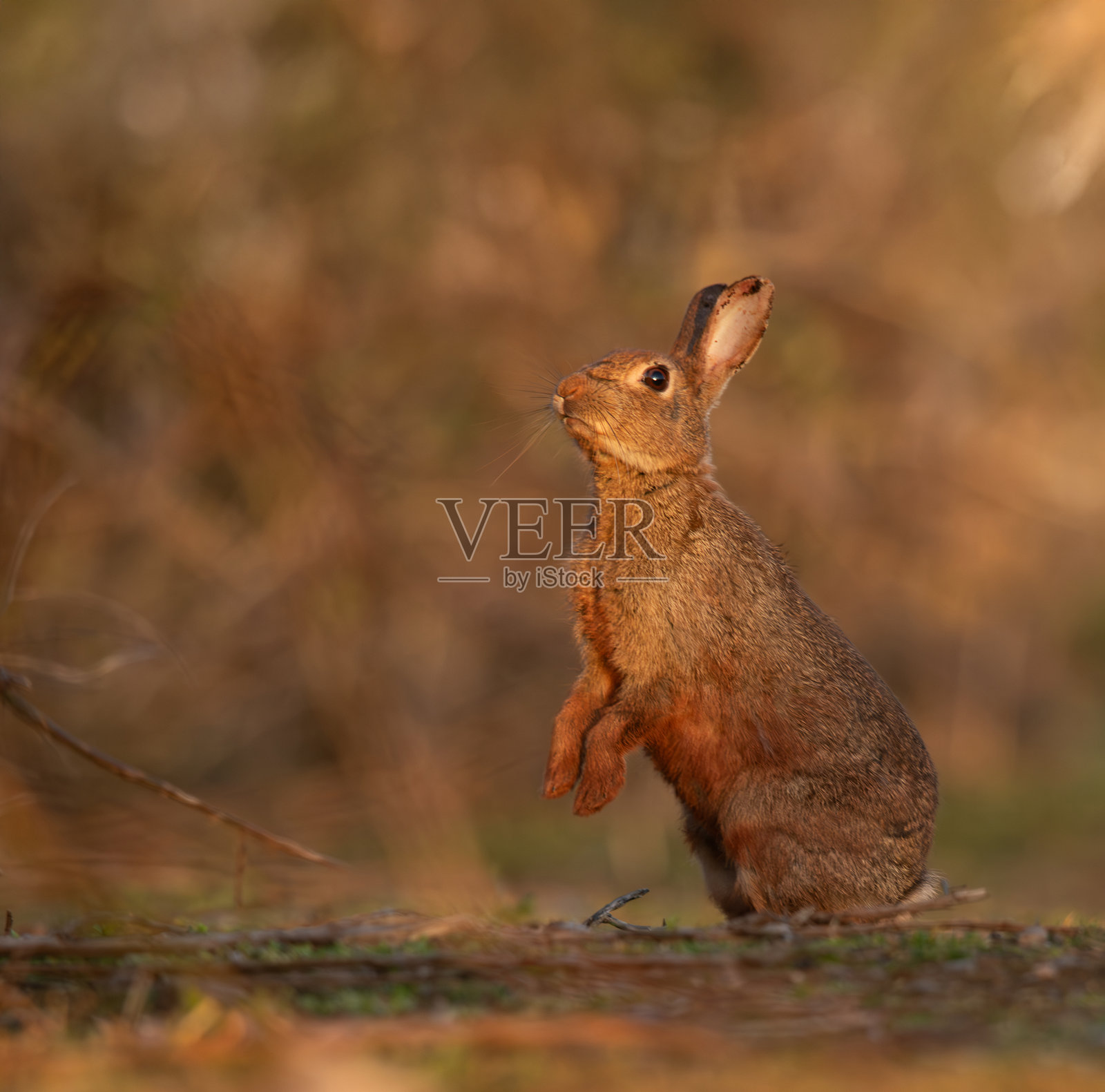 成年兔子站立在后腿上照片摄影图片