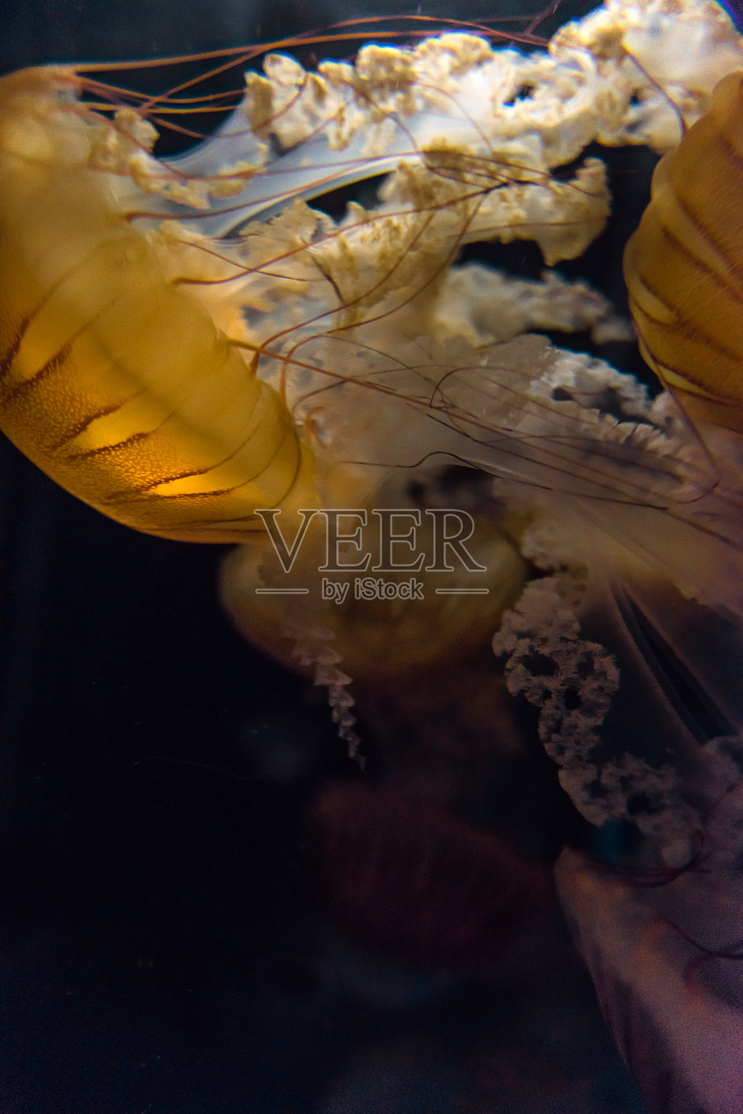 水母照片摄影图片