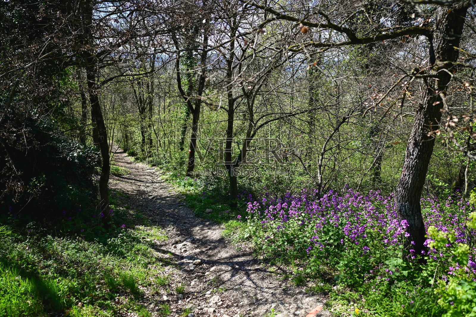 蜿蜒的小径穿过郁郁葱葱的森林，盛开着紫色的野花照片摄影图片