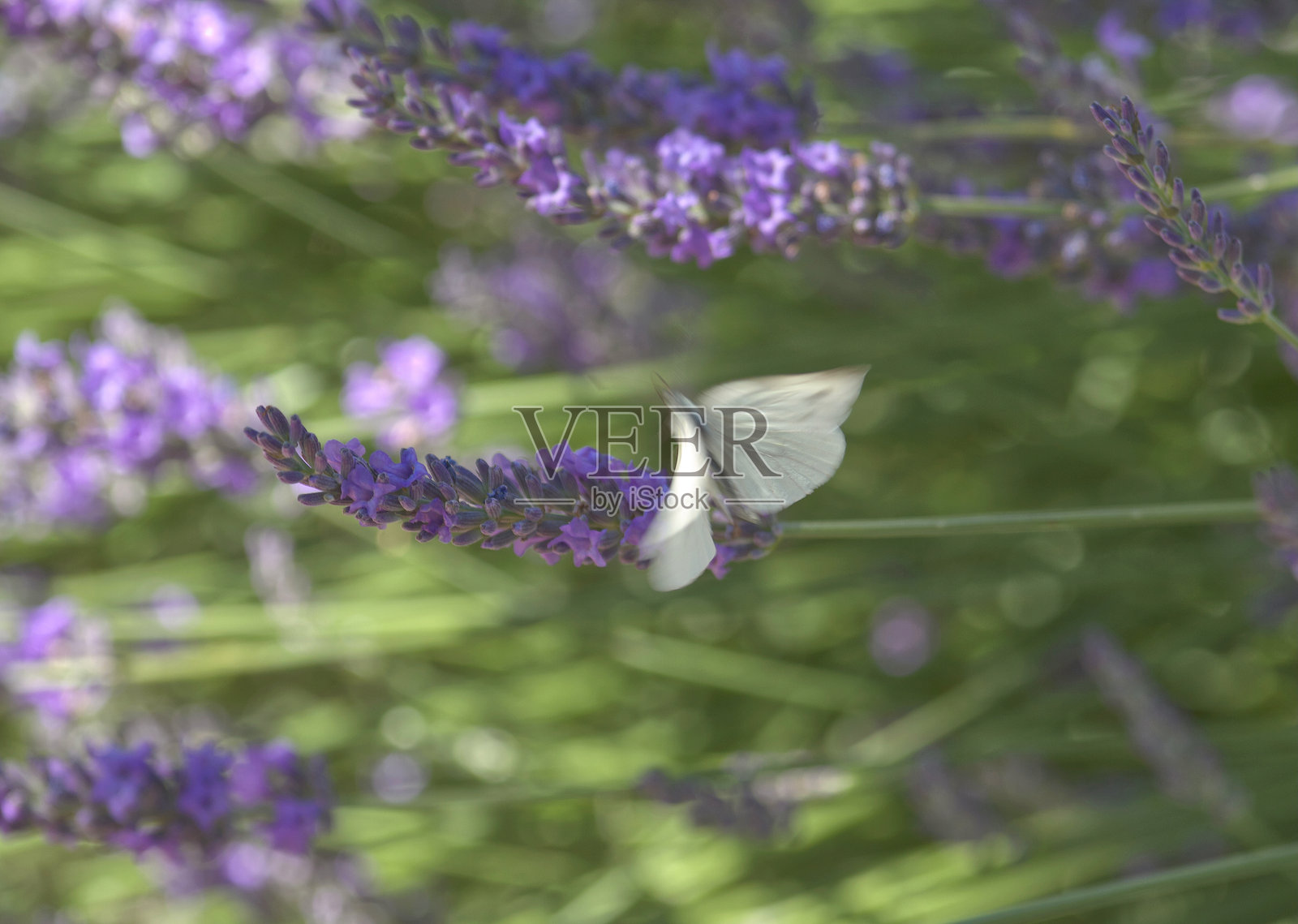 模糊的白色蝴蝶停在薰衣草上照片摄影图片