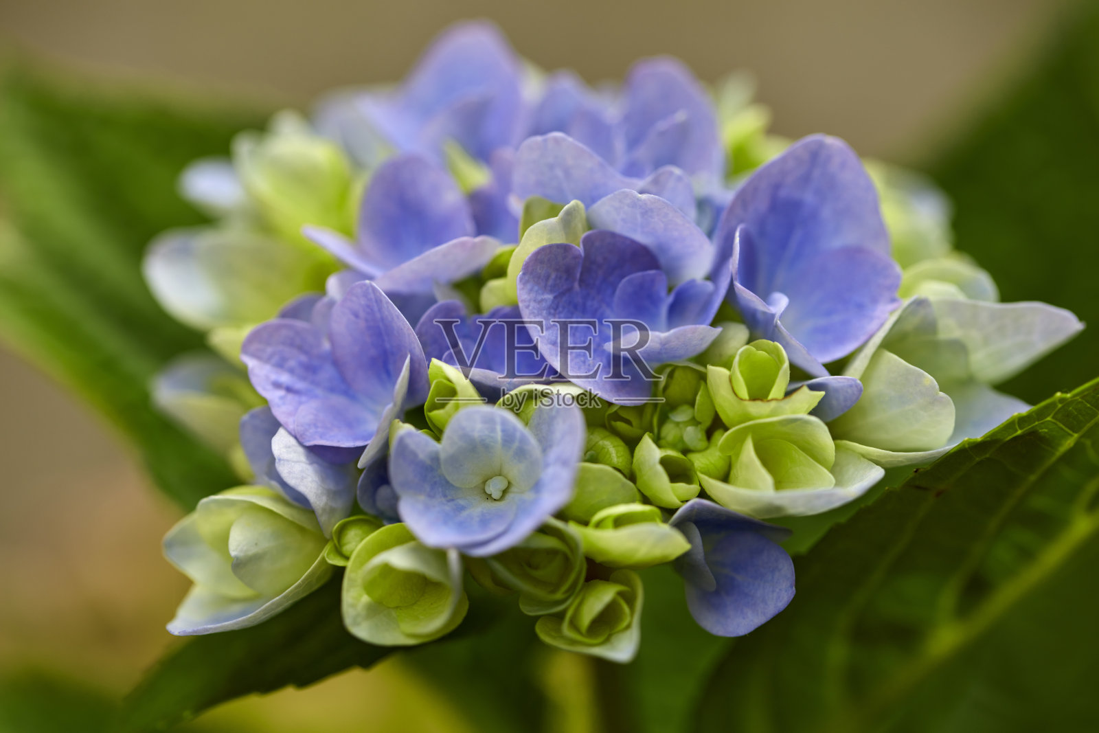 生动的蓝色绣球花在绿色户外环境中的特写镜头照片摄影图片