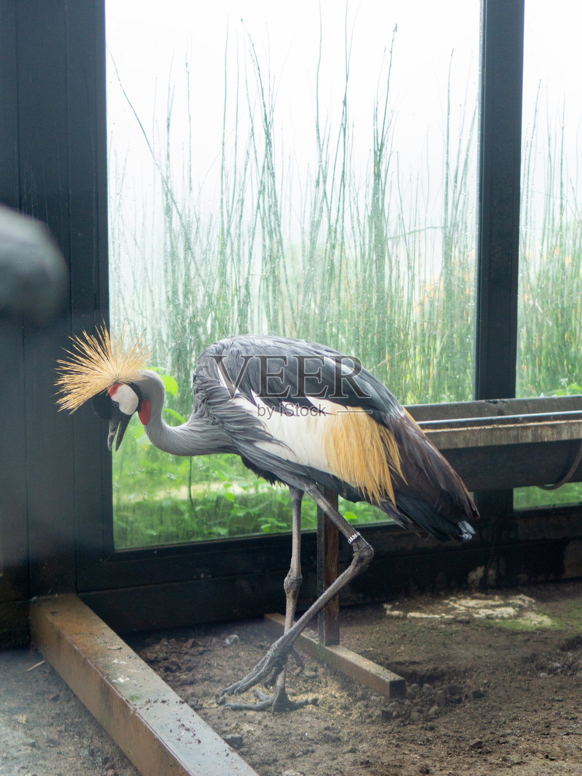 灰冠鹤照片摄影图片