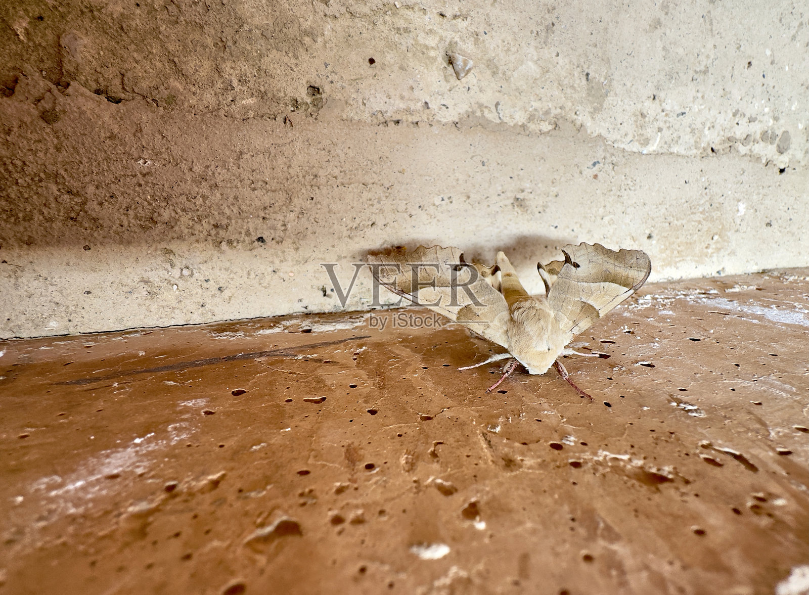 伪装的蛾照片摄影图片