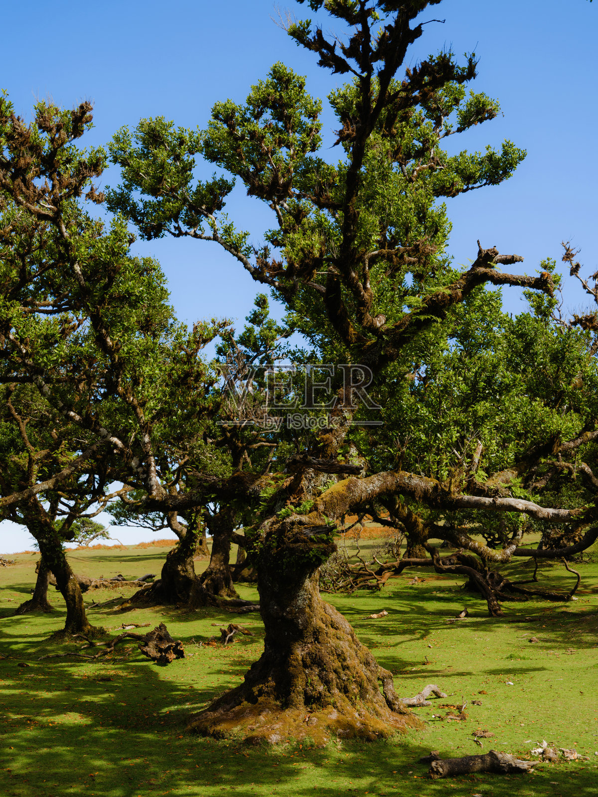 马德拉阳光明媚的月桂森林风景。照片摄影图片