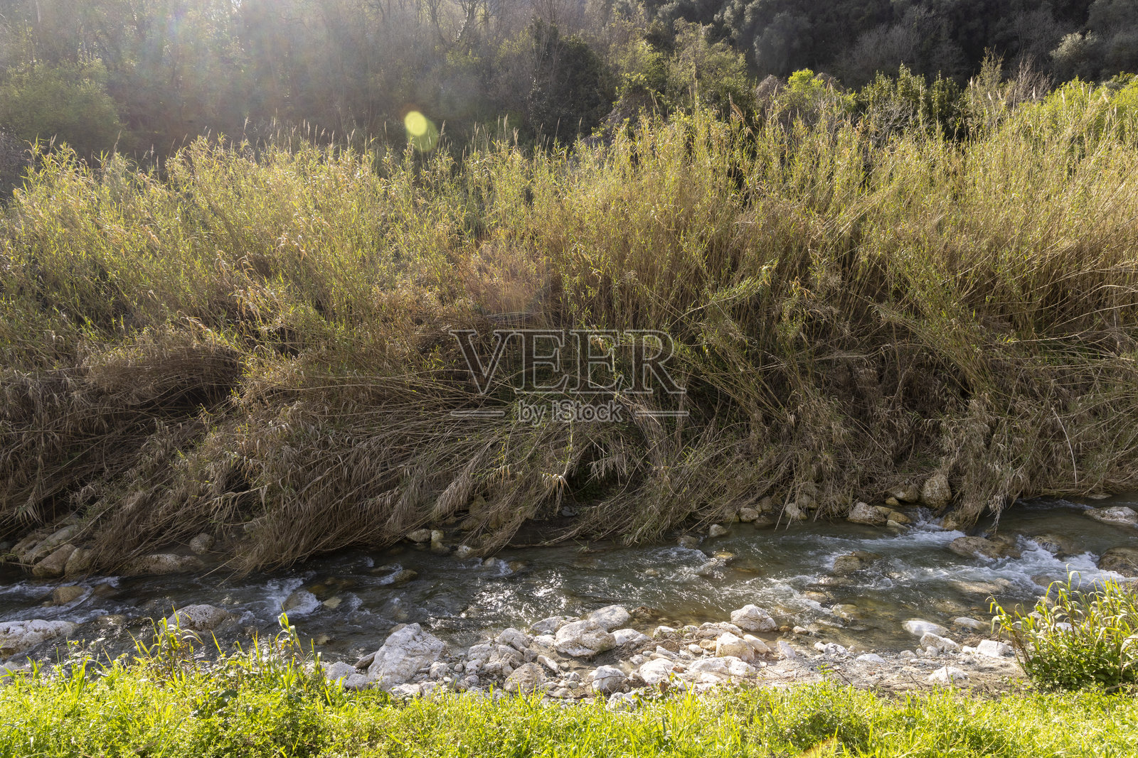 河流穿过郁郁葱葱的风景照片摄影图片