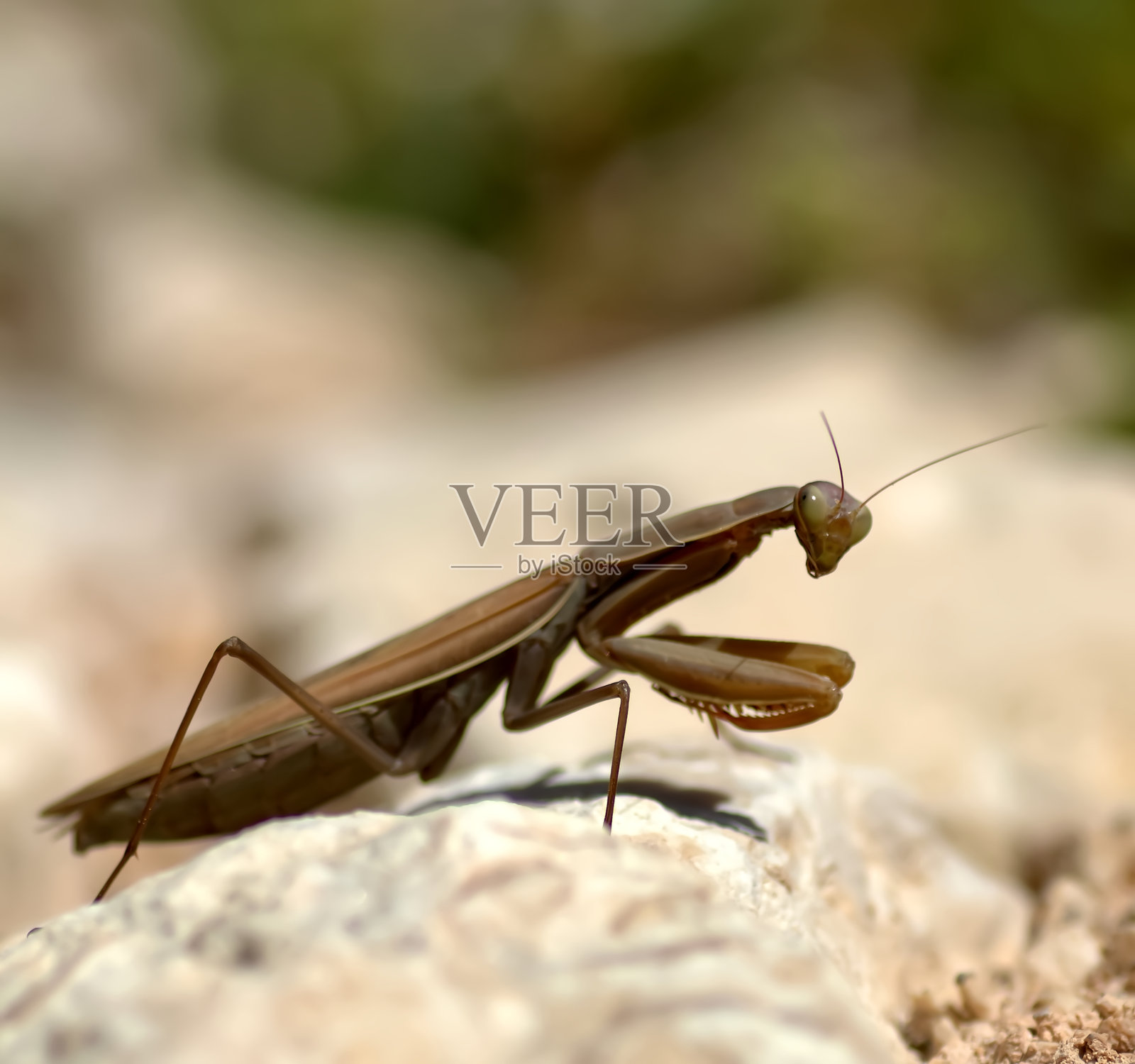 螳螂照片摄影图片