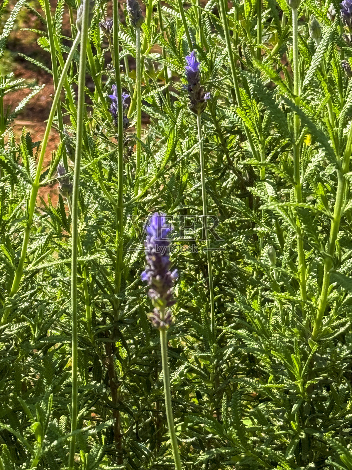 薰衣草照片摄影图片