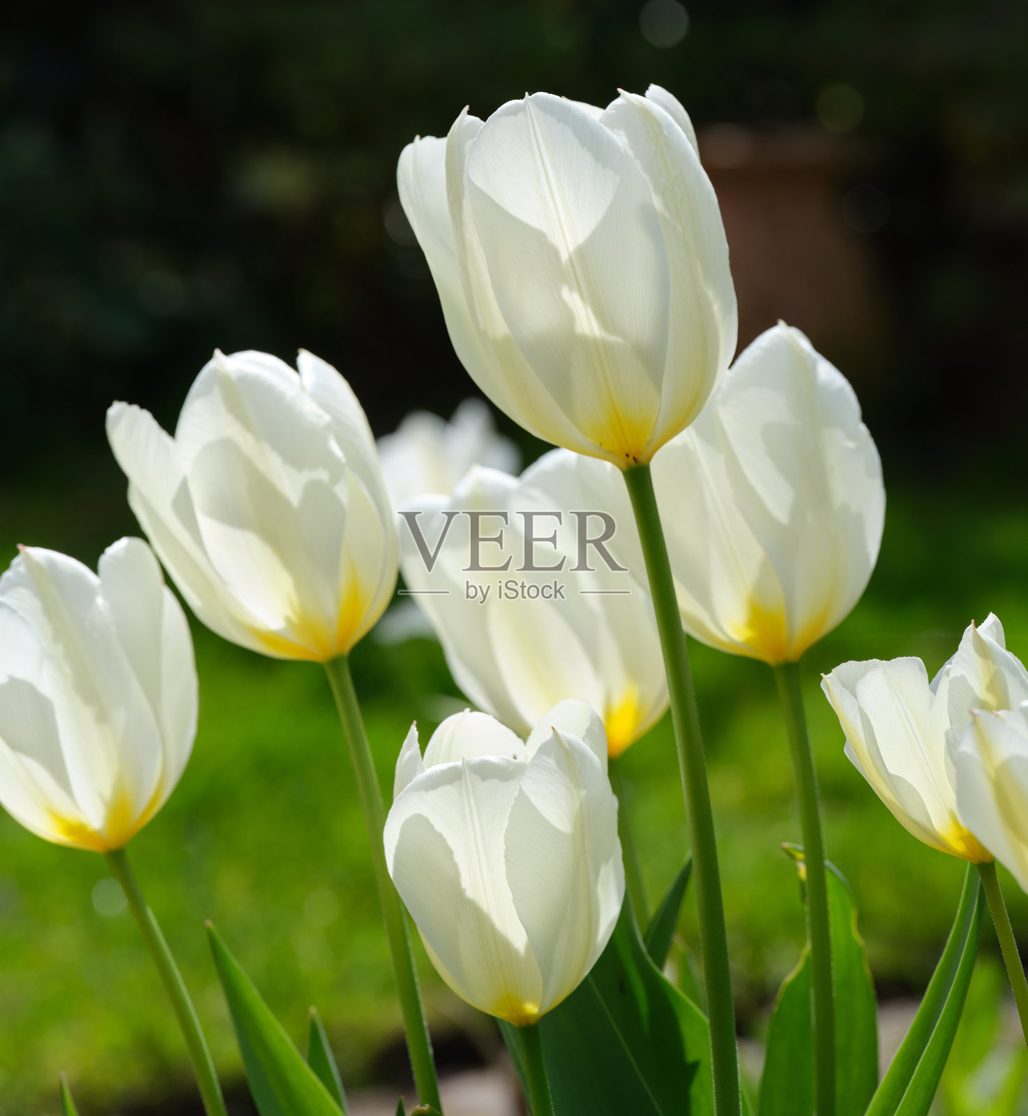 阳光明媚的花园中，盛开的美丽白色郁金香与绿意相映。照片摄影图片