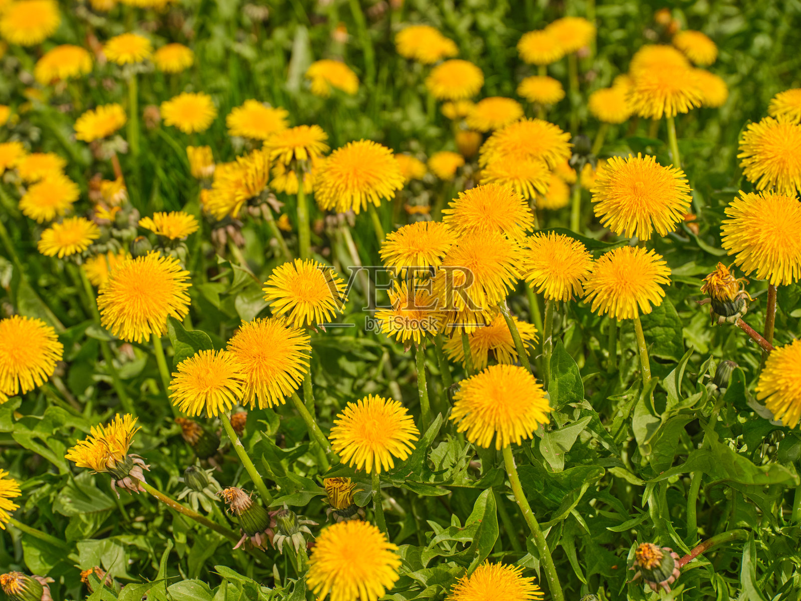 春季和初夏时节，鲜艳的黄色蒲公英盛开。照片摄影图片