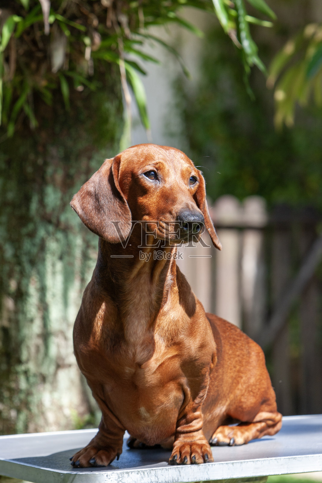 优雅的小型腊肠犬照片摄影图片