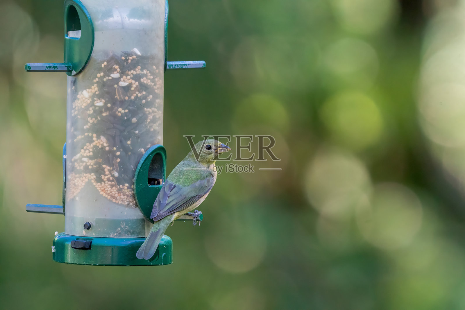 雌性彩雀（Passerina ciris）在鸟食器旁照片摄影图片