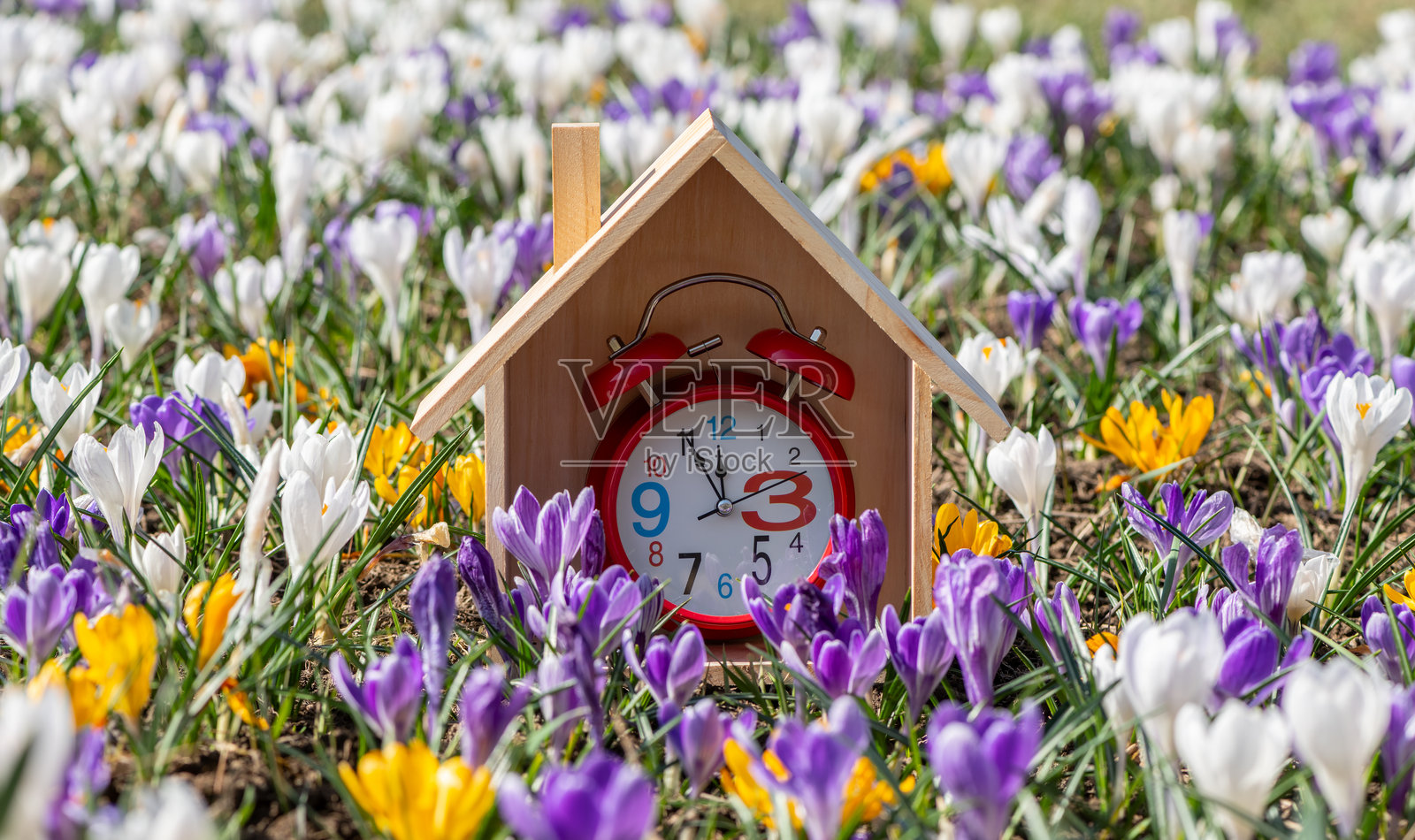 象征性的木屋和闹钟在春天的早晨盛开的番红花中照片摄影图片