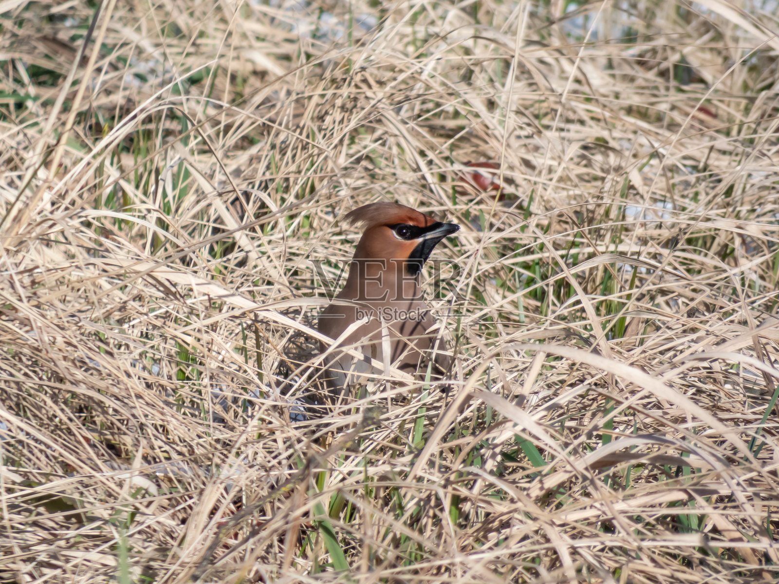 波西米亚蜡嘴雀（Bombycilla garrulus），灰色羽毛，黑色面部标记，尖锐的冠羽照片摄影图片