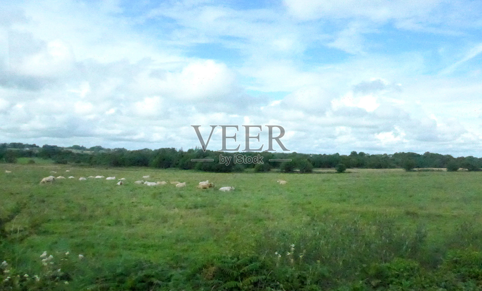 爱尔兰羊横向图像照片摄影图片