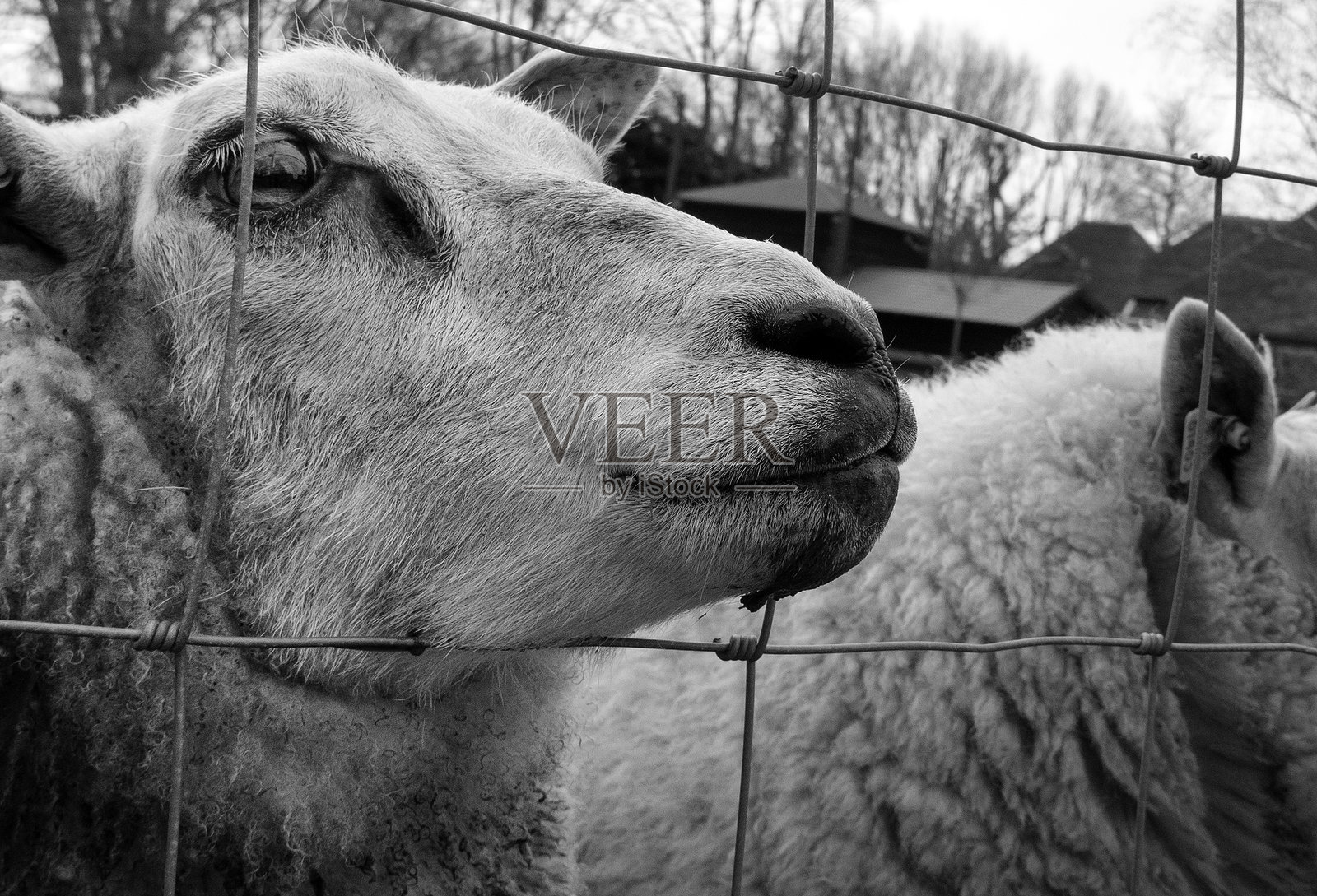 爱尔兰羊特写照片摄影图片