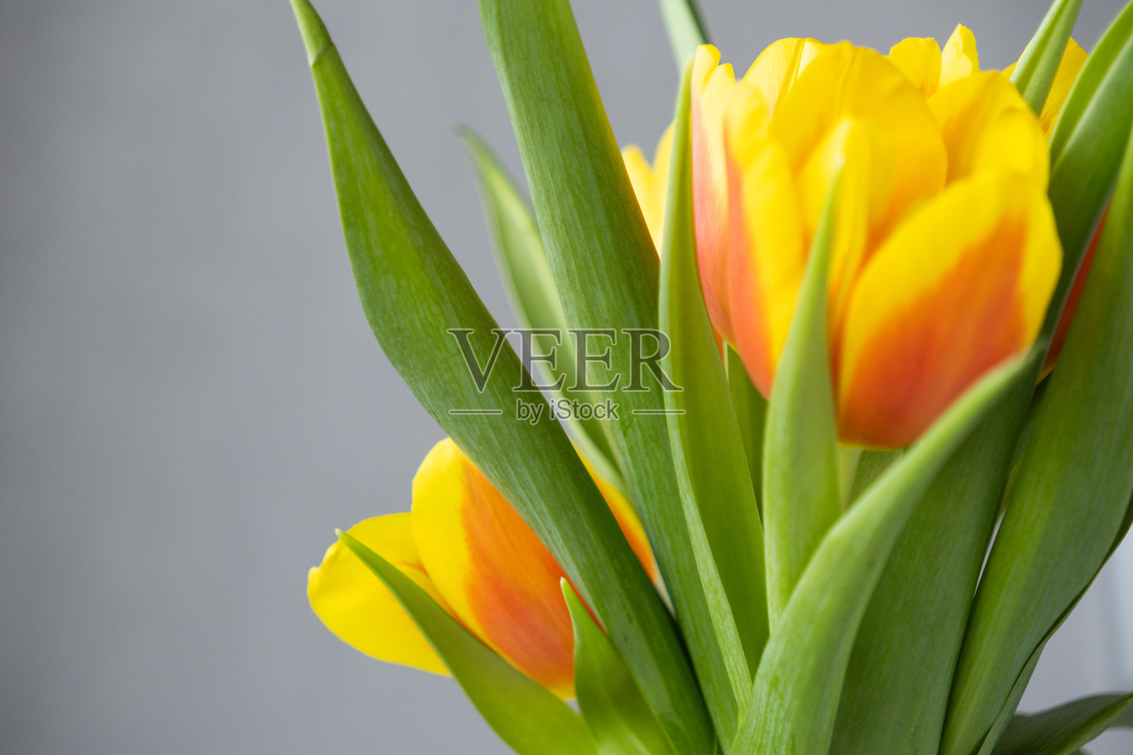 特写镜头中的花朵，灰色背景上的黄色郁金香。花艺师，花店。花束。照片摄影图片