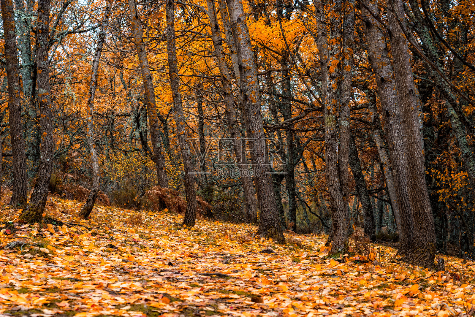 金色的秋天色彩照亮了西班牙蒙特霍的一片宁静的山毛榉森林。照片摄影图片