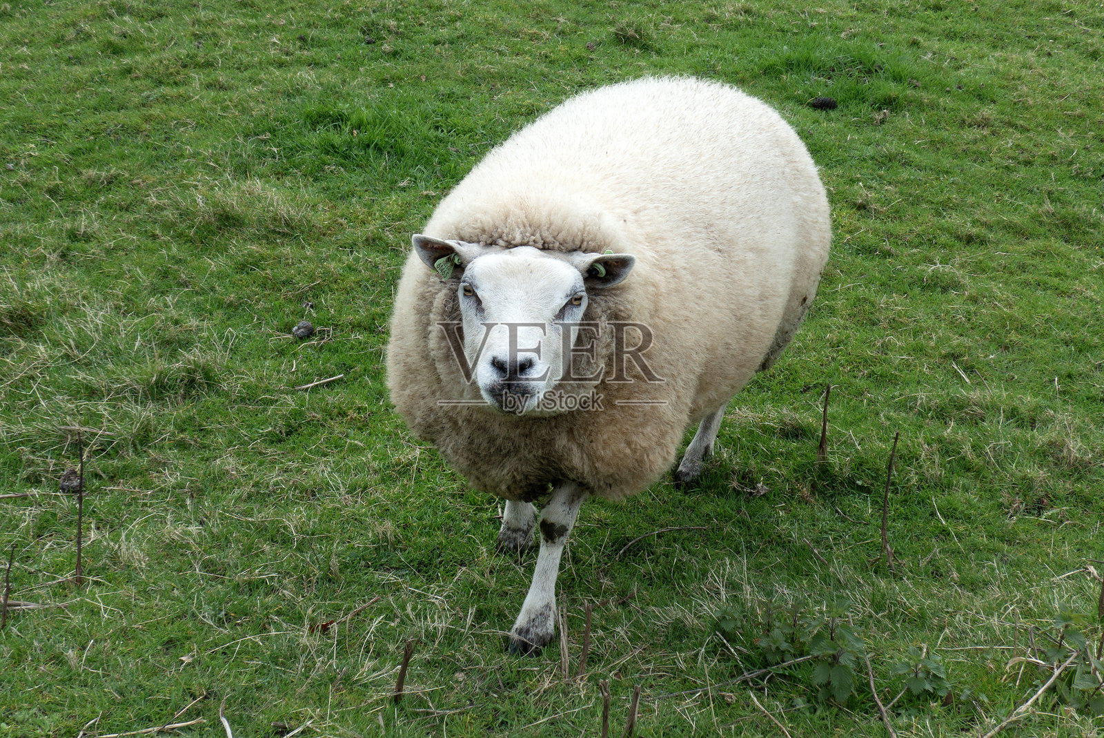 爱尔兰羊的凝视照片摄影图片