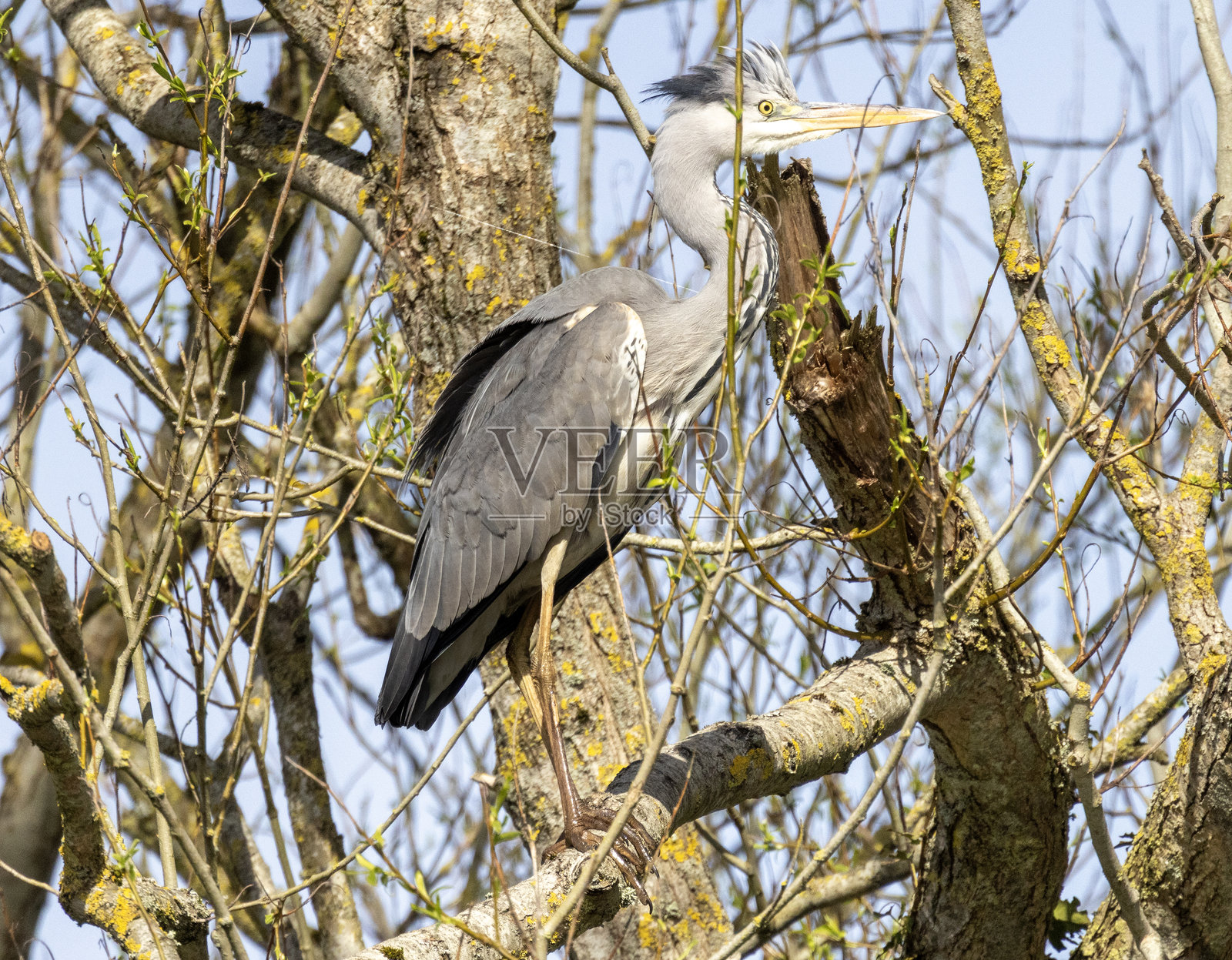 苍鹭照片摄影图片