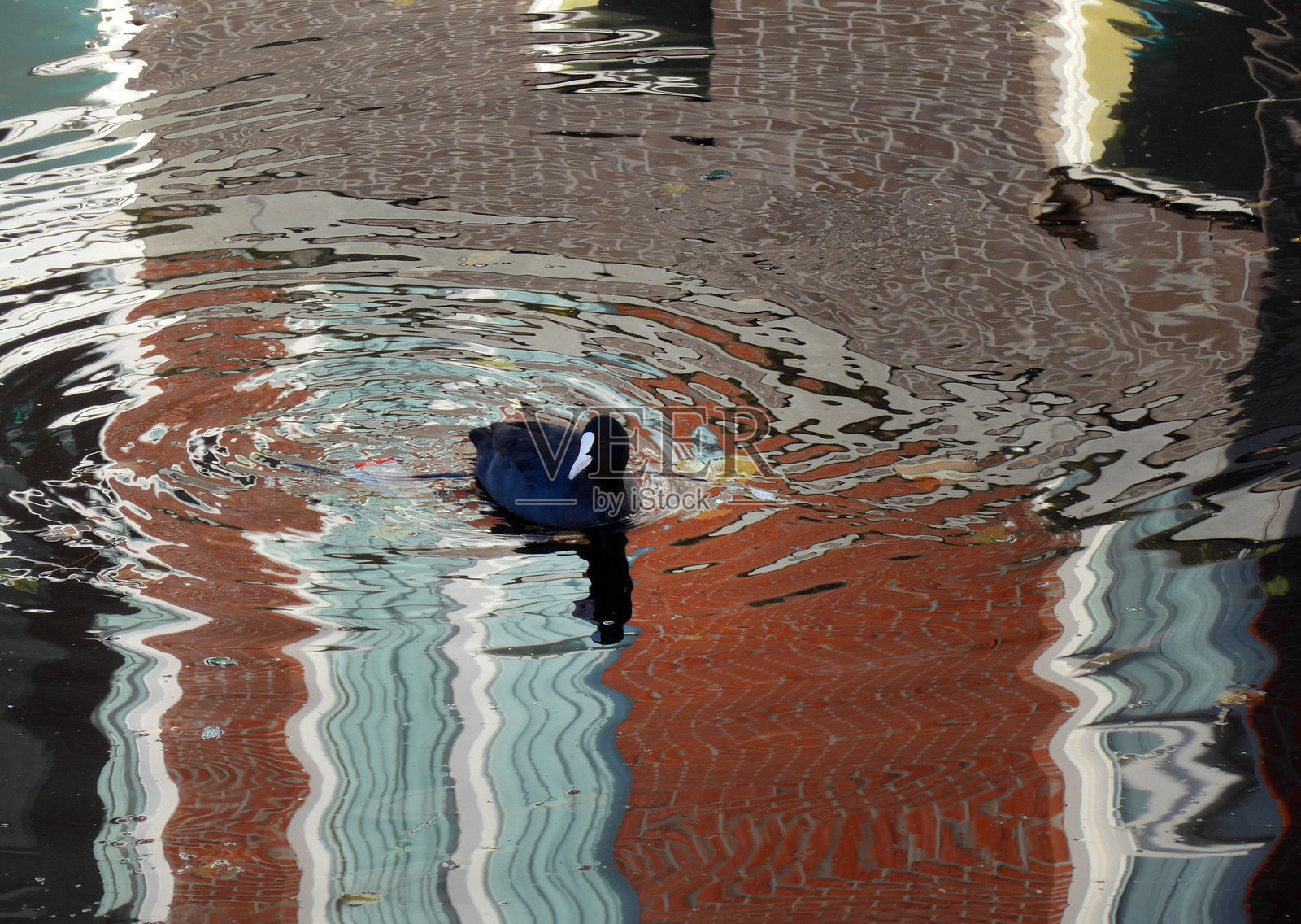 鸟的倒影照片摄影图片