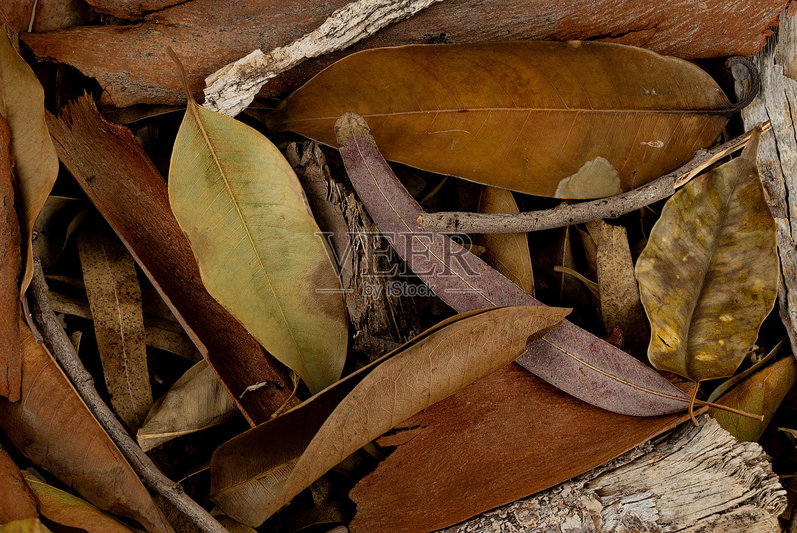 干枯树叶的表面，冬季的有机纹理照片摄影图片