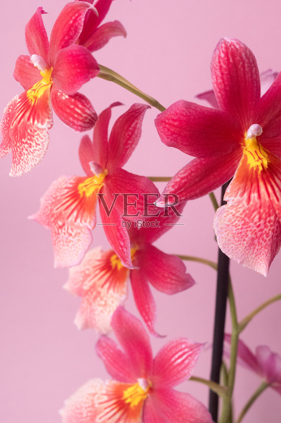 兰花照片摄影图片