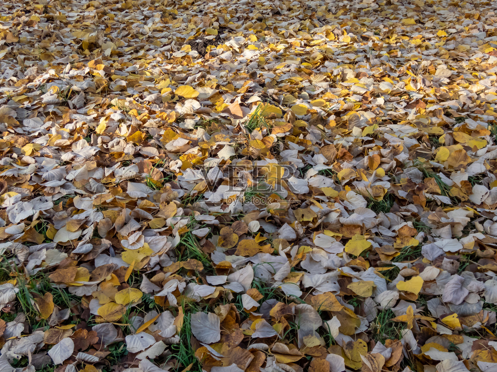 公园的地面覆盖着秋天第一次霜冻后落下的黄色树叶，清晨时分。照片摄影图片