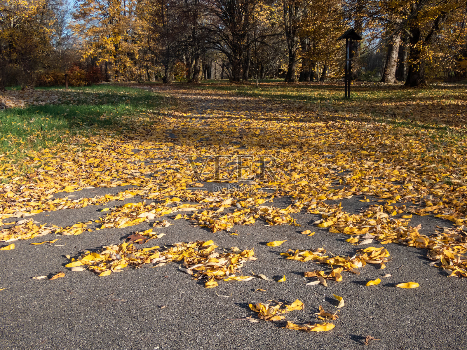 阳光明媚的秋季风景。公园小径和地面覆盖着落下的黄色树叶，树木在清晨的第一次霜冻后。照片摄影图片