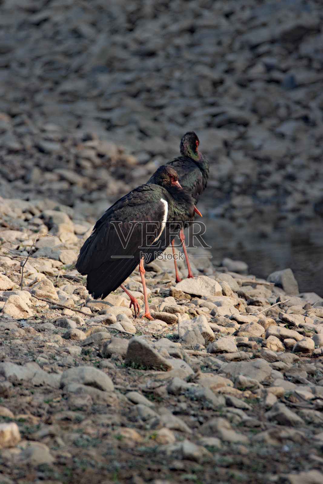 一对黑鹳（Ciconia nigra）站在水池附近的干燥卵石上照片摄影图片
