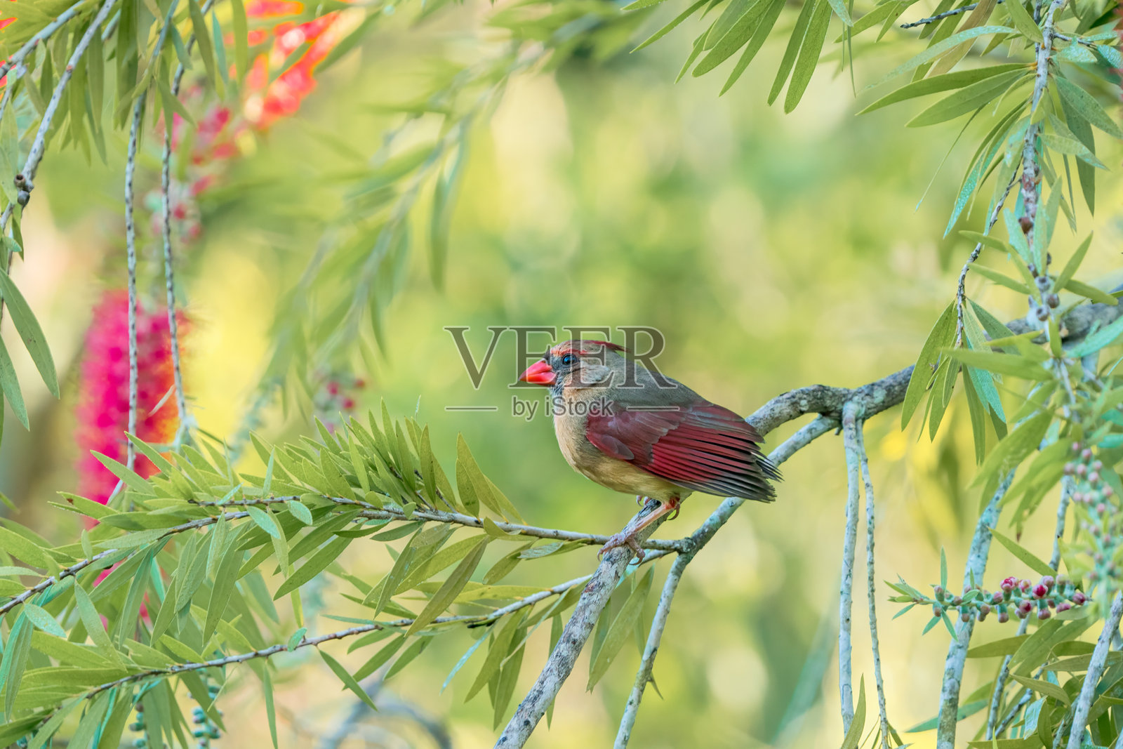 北方红雀（Cardinalis cardinalis）雌性照片摄影图片