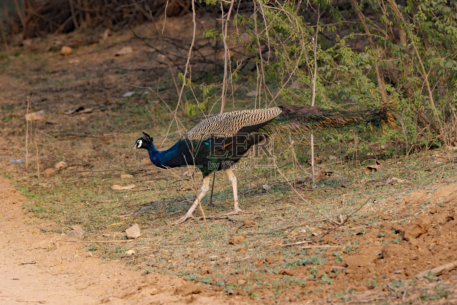 蓝色野生雄性印度孔雀（Pavo cristatus）在红色土堤上寻找食物照片摄影图片