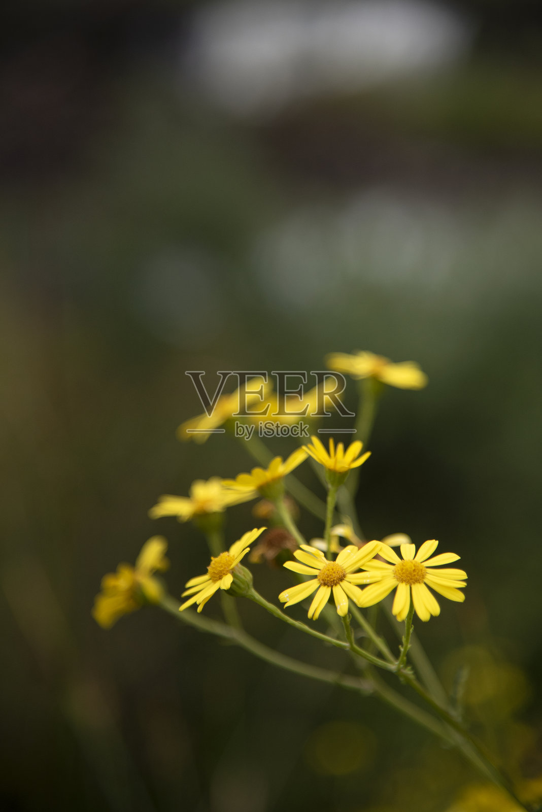 荷兰花卉品质照片摄影图片
