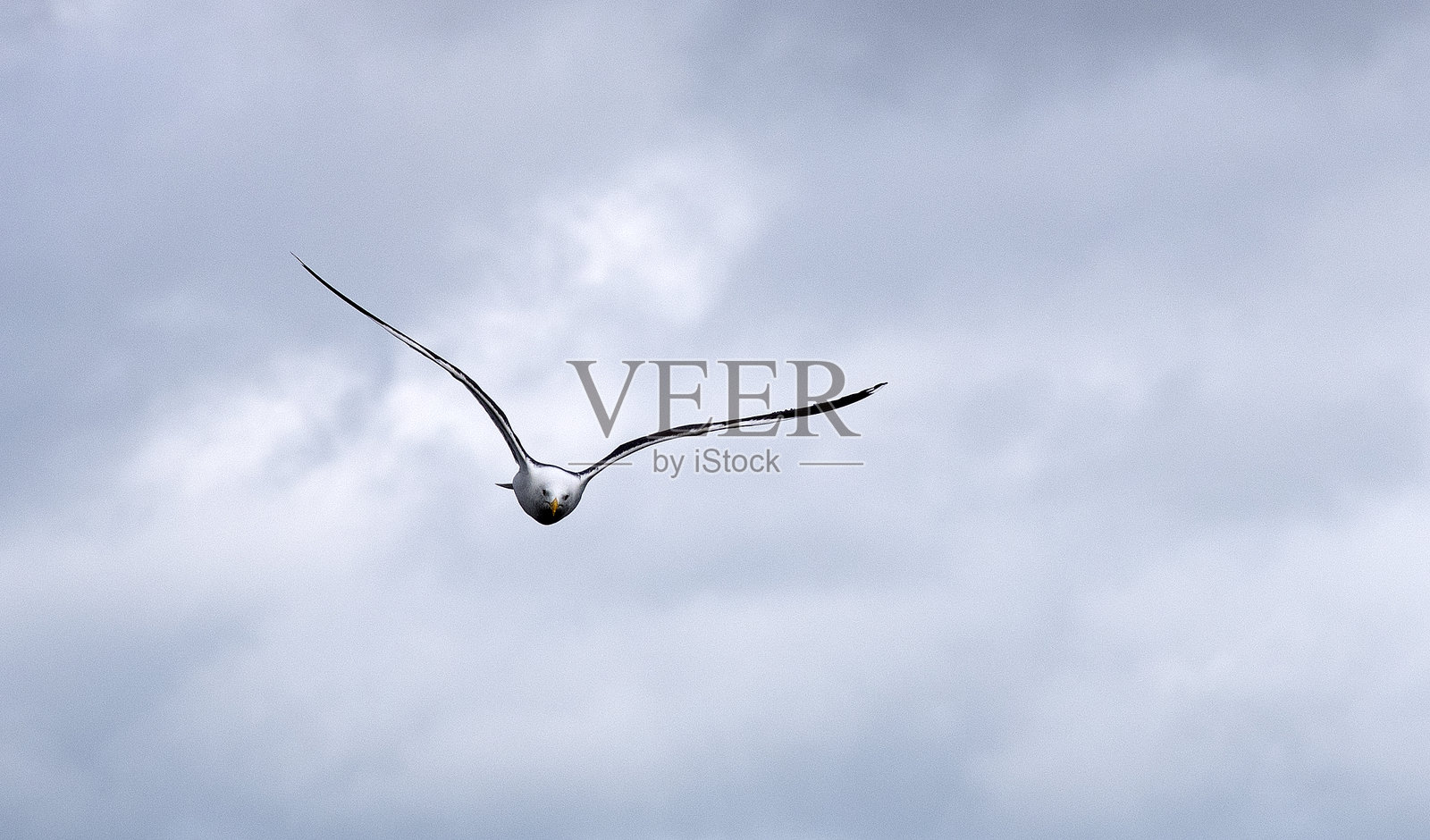 爱尔兰鸟类即将到来照片摄影图片