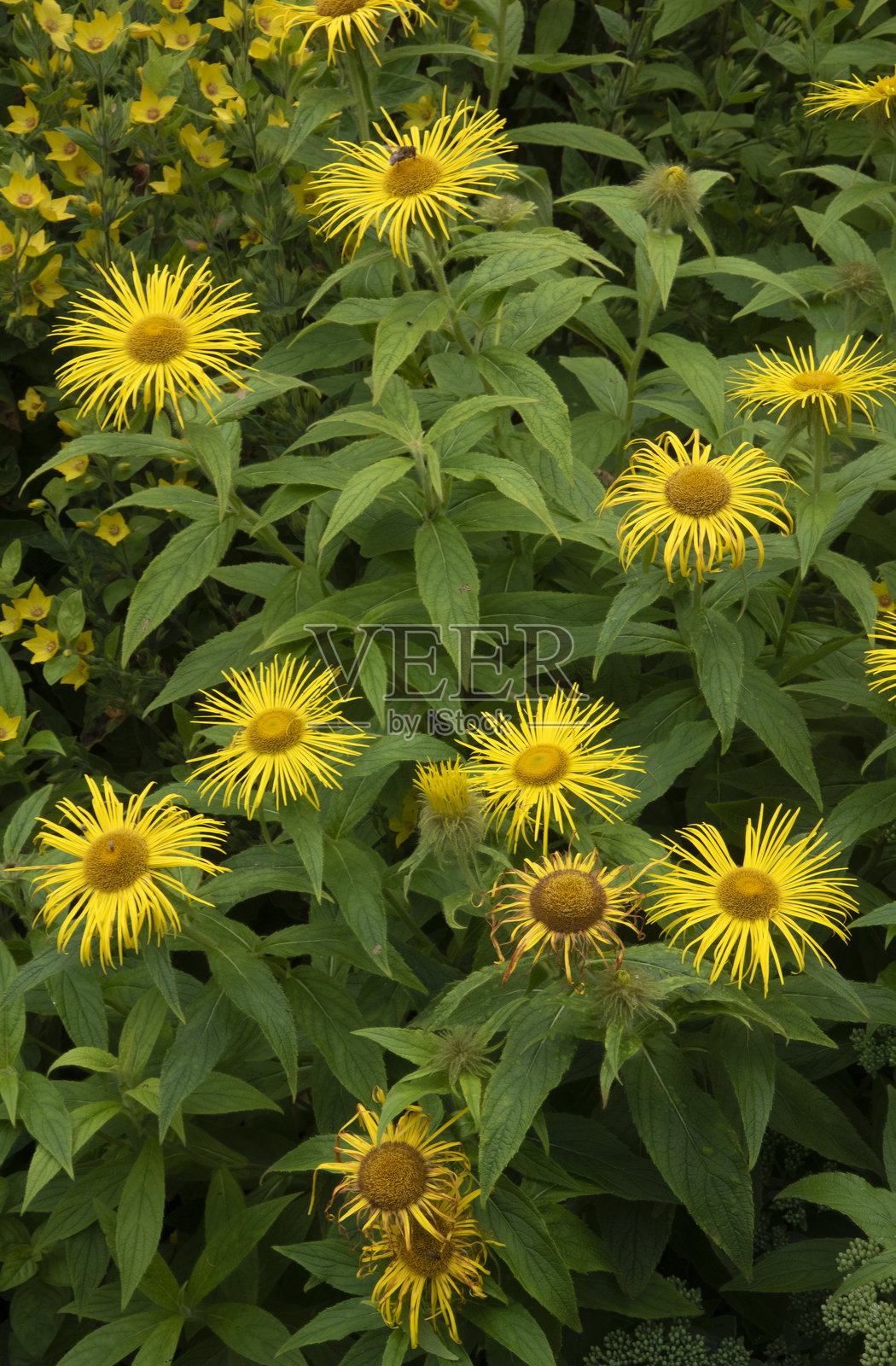 荷兰花卉展示照片摄影图片