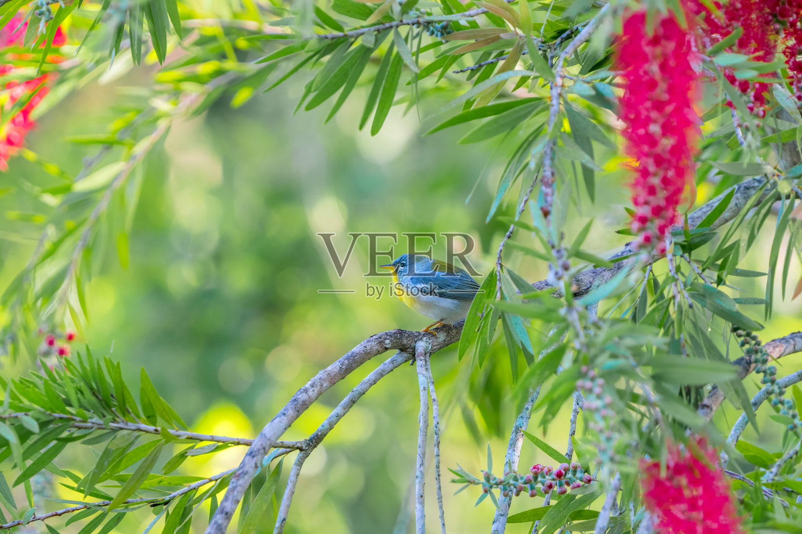 北方黄鹂 (Setophaga americana)照片摄影图片