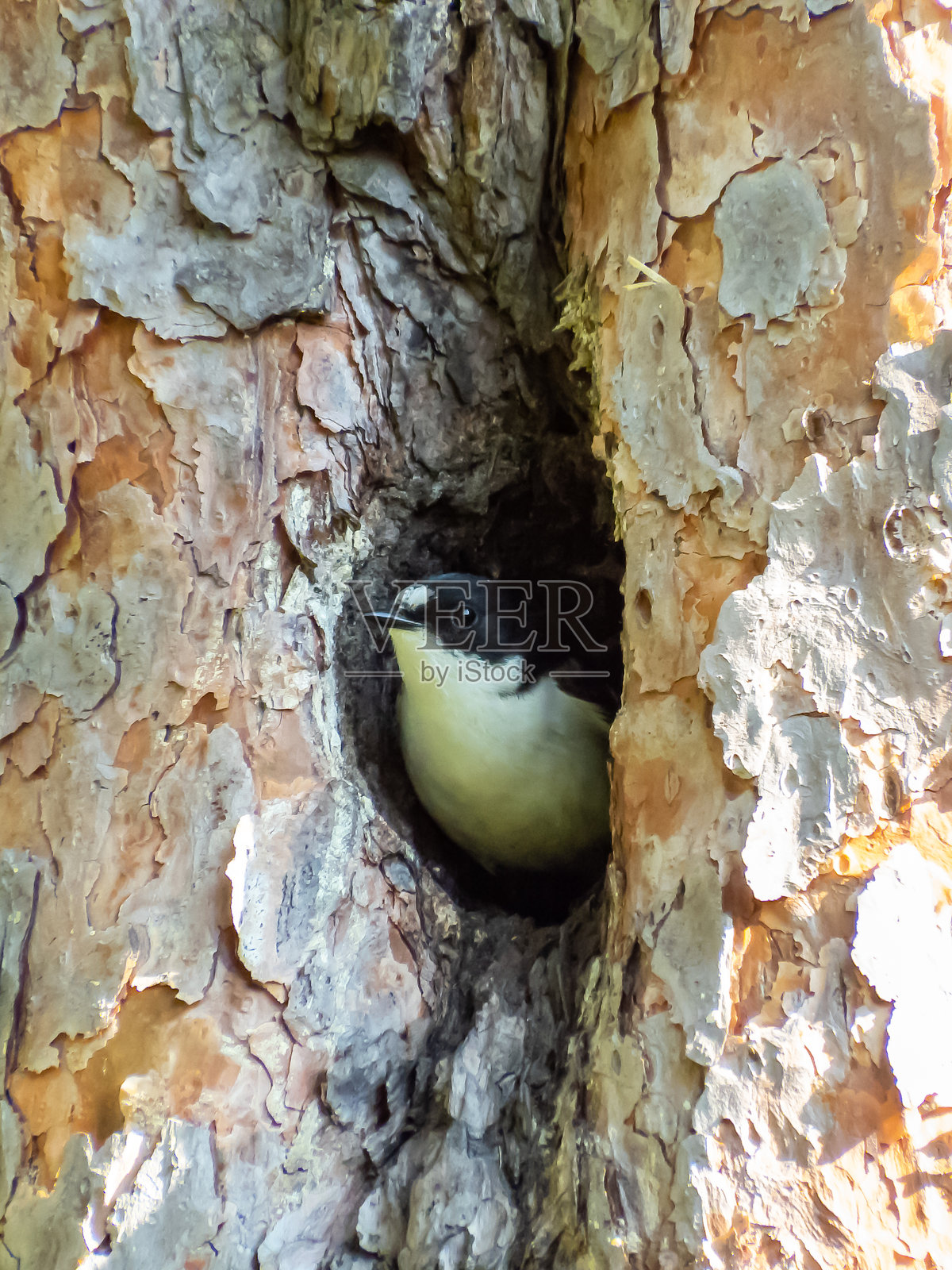 黑白羽毛的欧洲斑点鹟（Ficedula hypoleuca）栖息在树洞中照片摄影图片