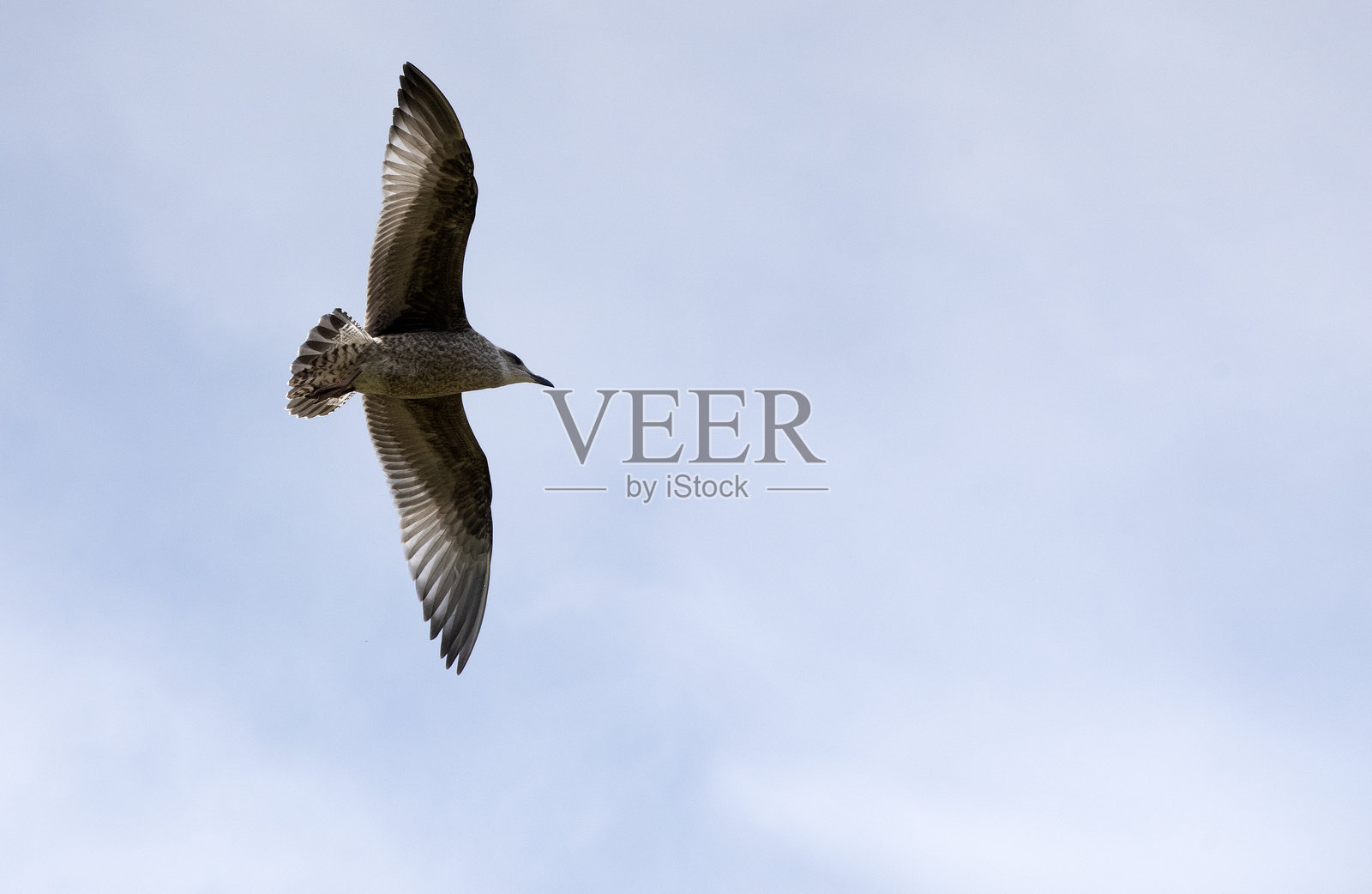 爱尔兰鸟灵照片摄影图片