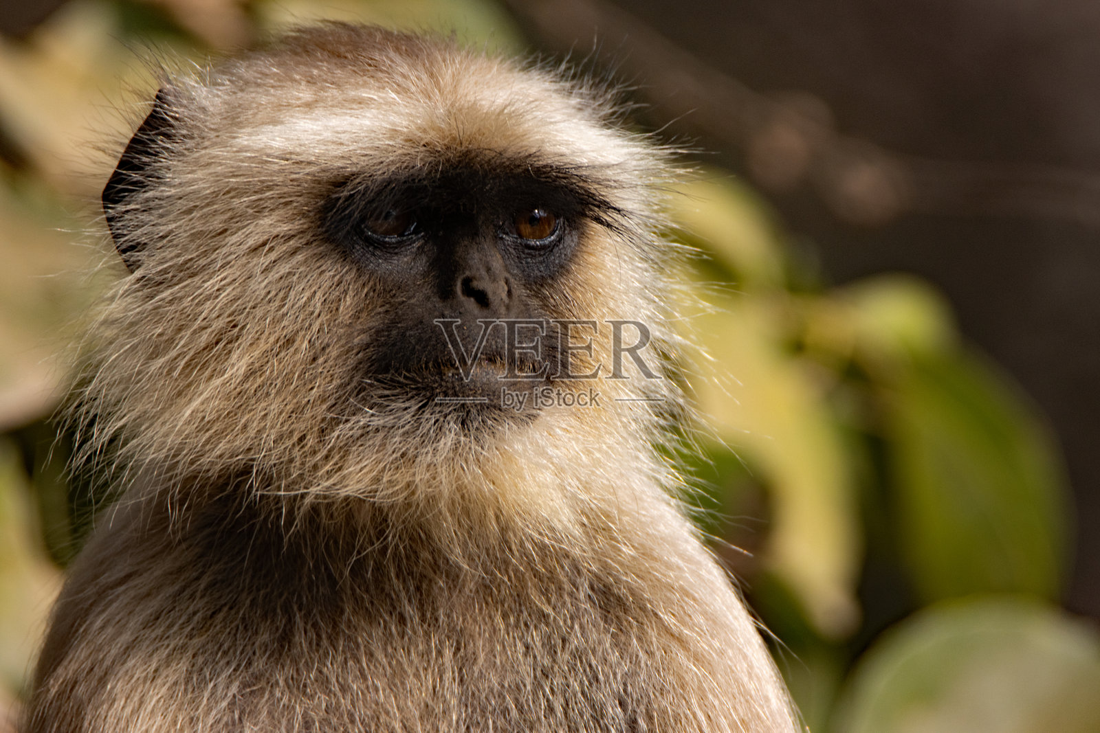 北平原灰猕猴（Semnopithecus entellus）的特写头像照片摄影图片