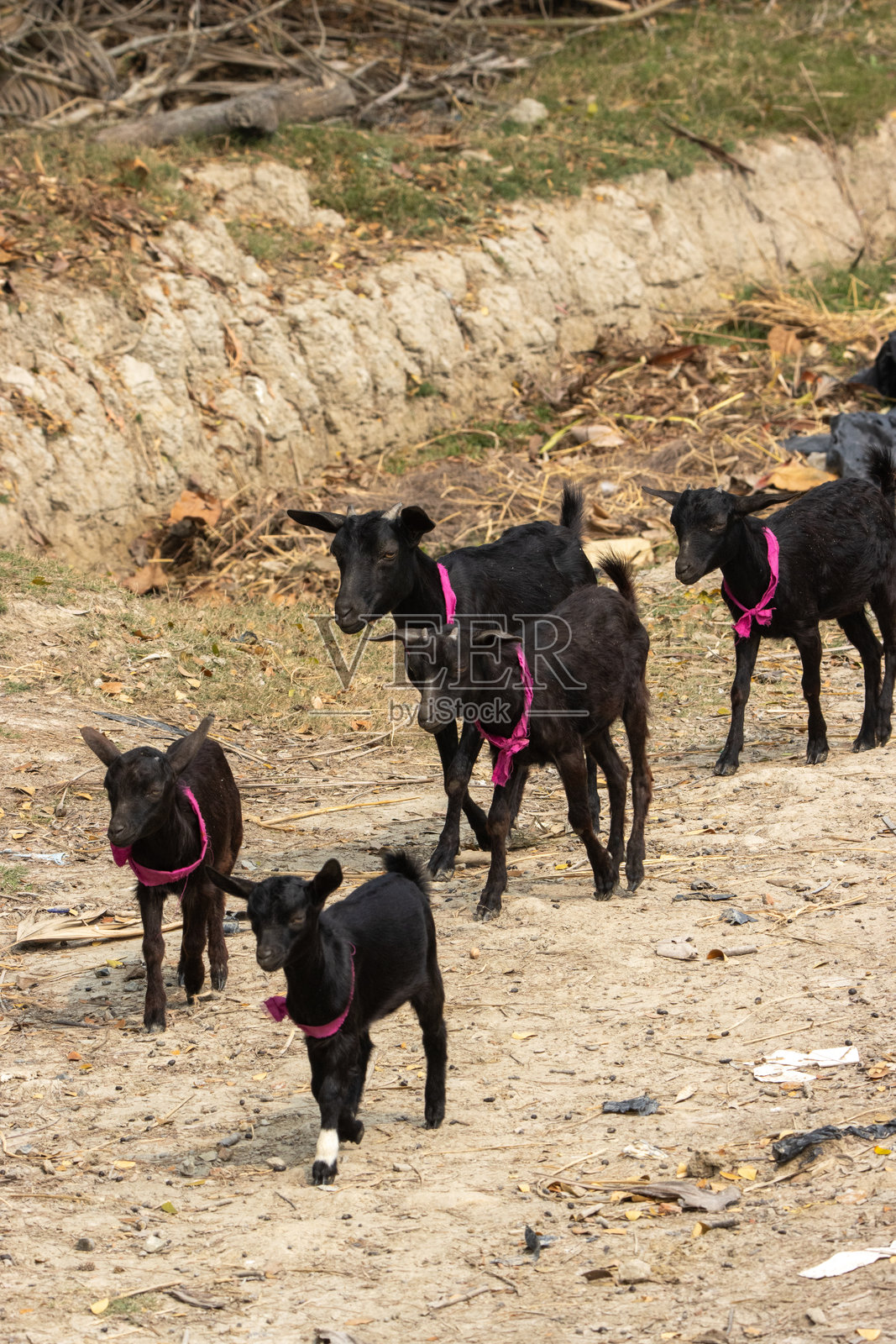 一群小型黑色印度山羊，脖子上系着红色项圈，走在光秃的地面上。照片摄影图片