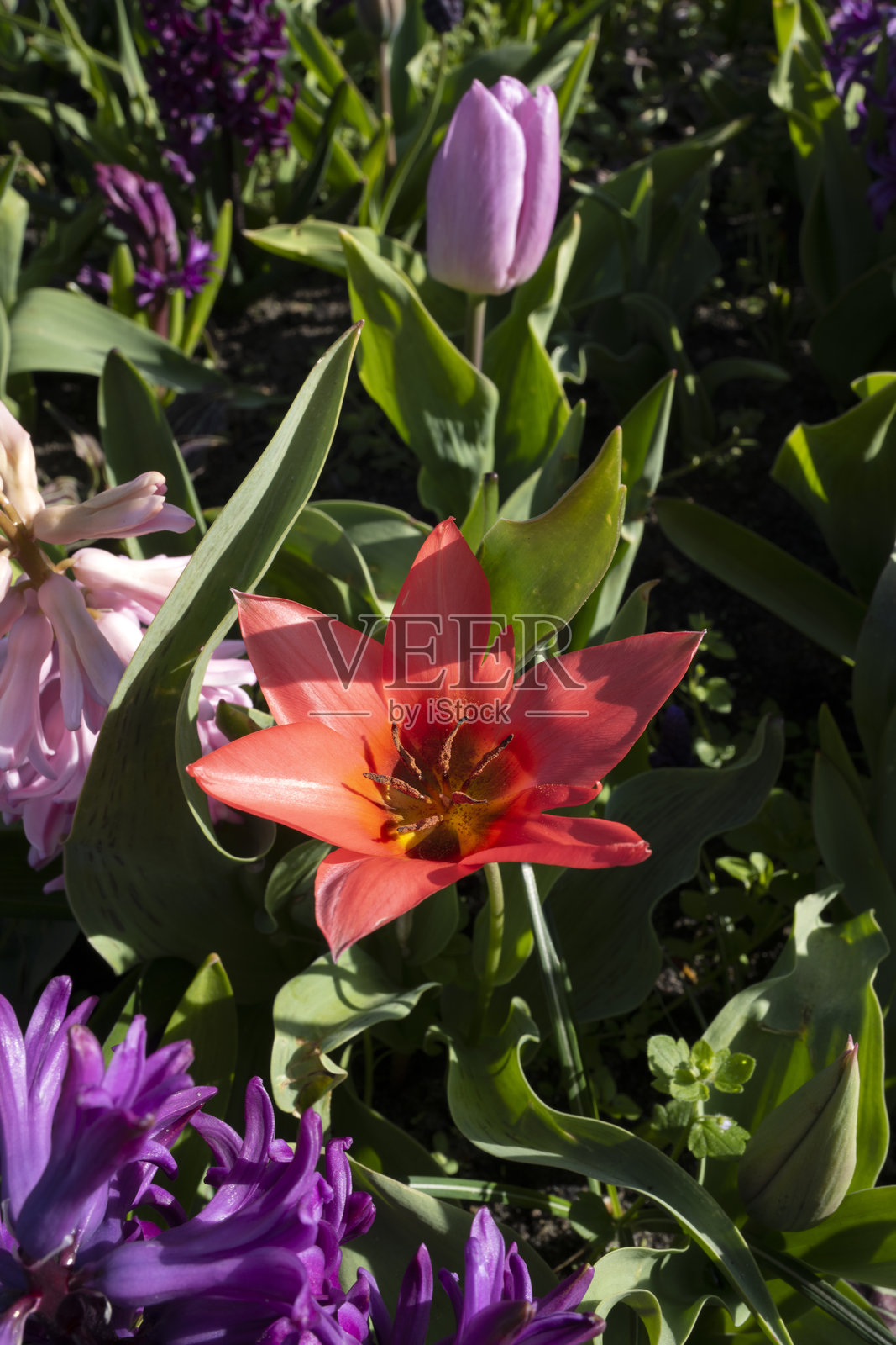 荷兰花卉内容照片摄影图片
