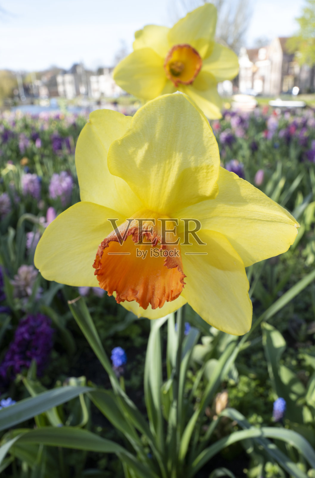 荷兰花卉魅力照片摄影图片