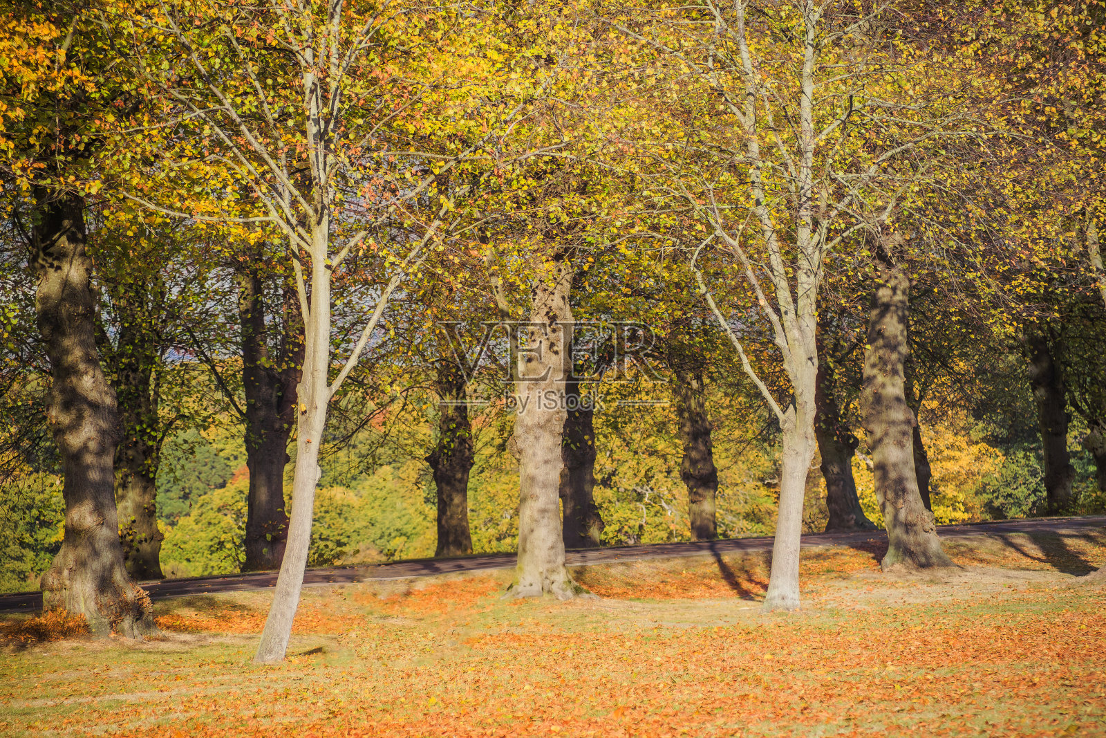 秋天照片摄影图片