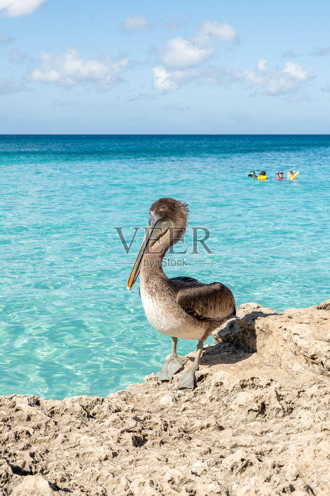 在碧绿色海洋旁的岩石海岸上休息的鹈鹕照片摄影图片