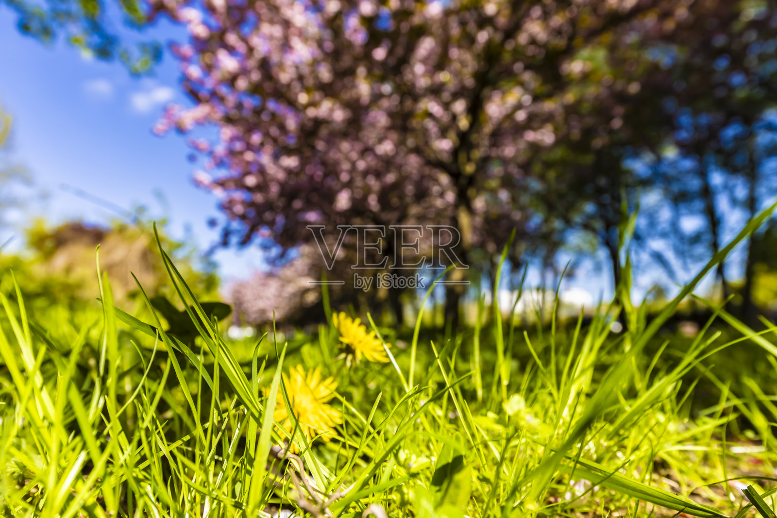 樱花照片摄影图片