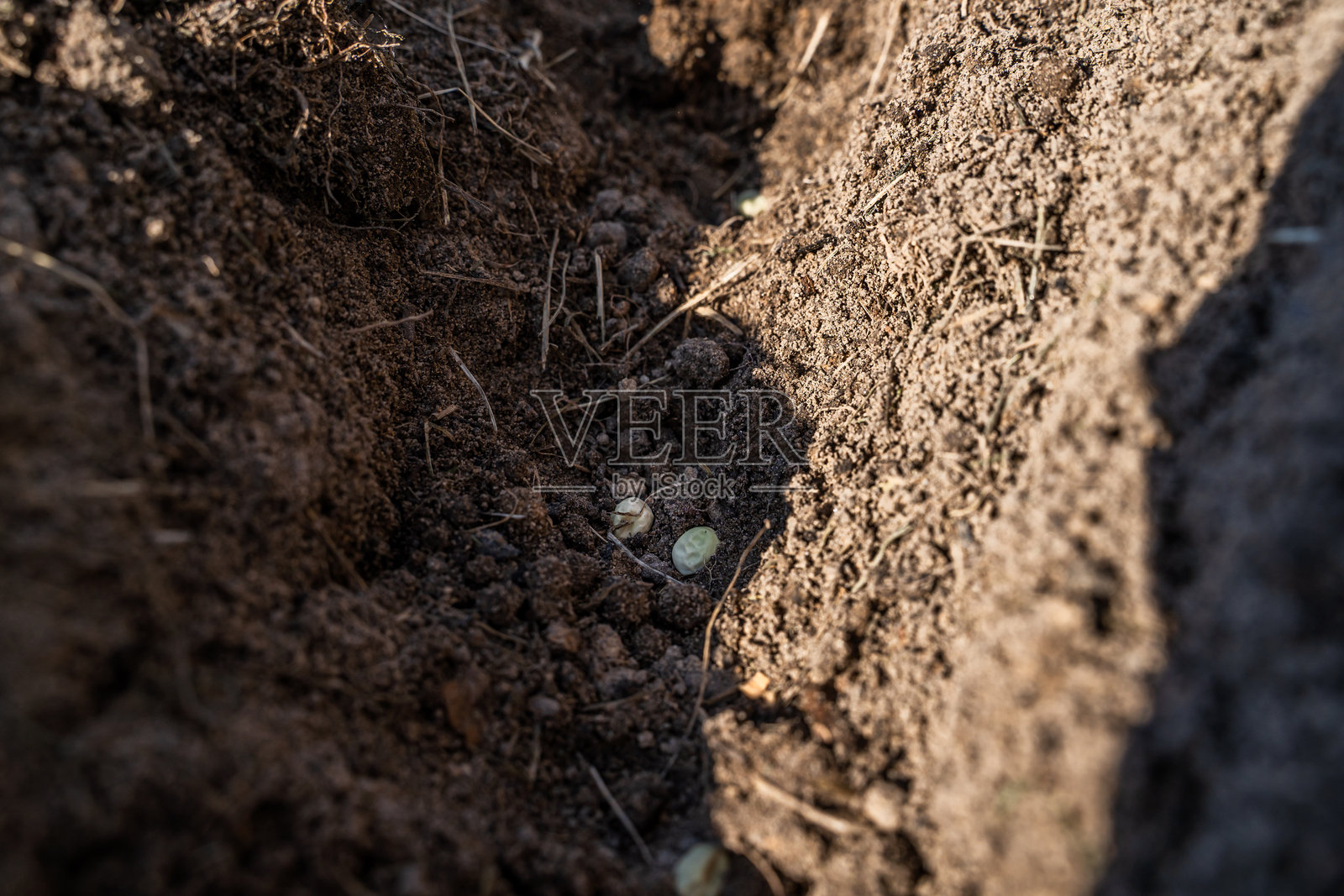 种植在菜园土壤中的绿豌豆种子特写照片摄影图片