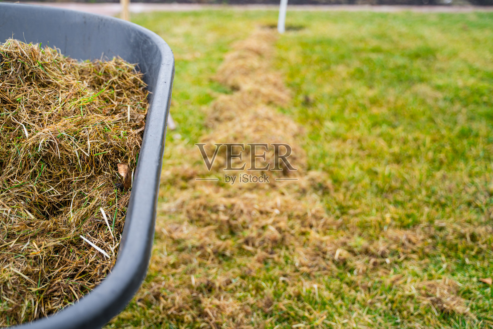 春季草坪护理，草坪清理和通气照片摄影图片